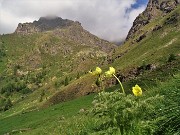 12 Pulsatilla alpina sulphurea (Anemone sulfureo) con Pizzo di Giacomo (2184 m)